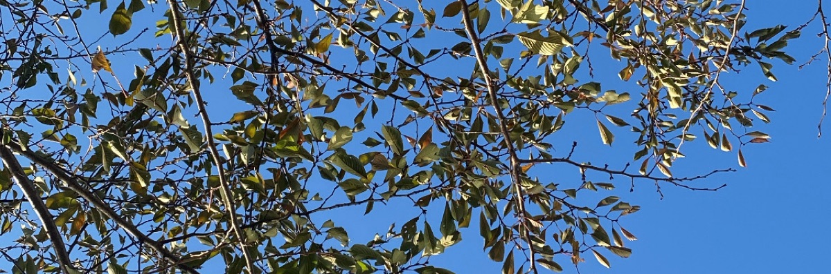 ブリの手前はイナダ