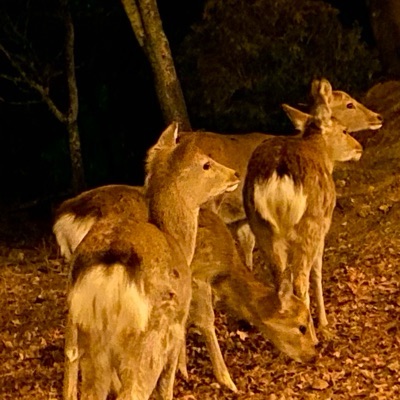 風邪ひき
