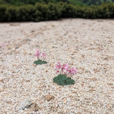 ふんばり温泉