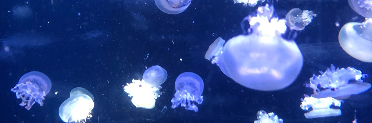 白魚