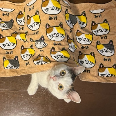 リサ
