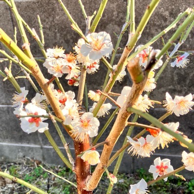 ひい