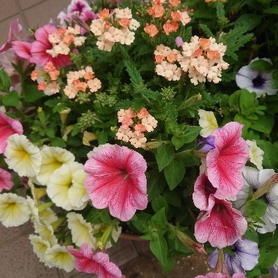 はる