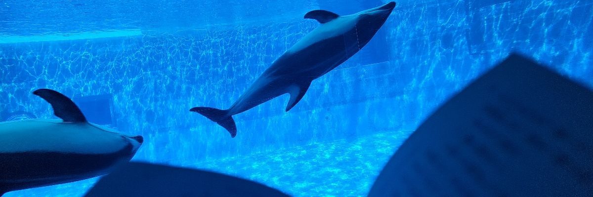 はなこ