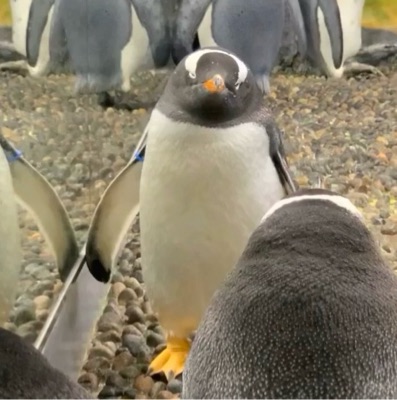 ペンギンイカ