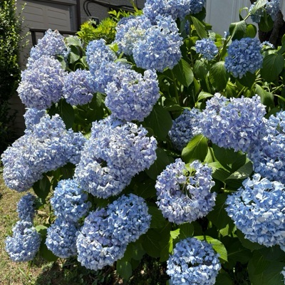 Ara