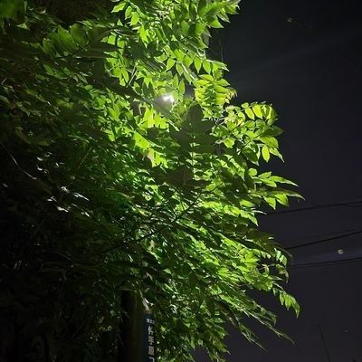 佐藤さめ