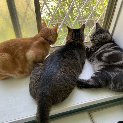 ねこと本と