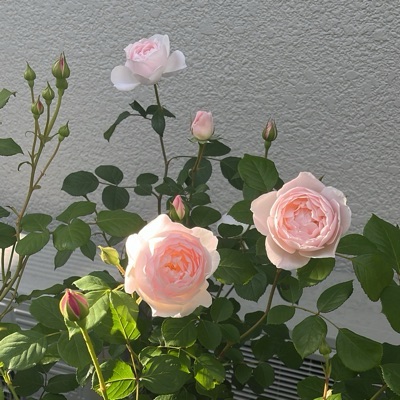 こばん