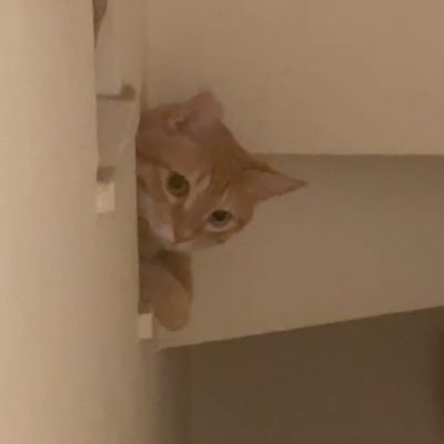 むらめぐ