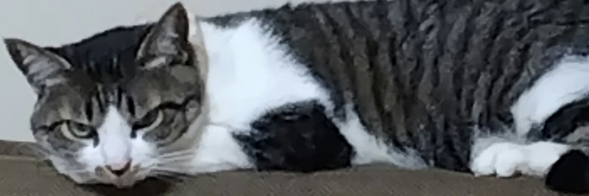 あかねこ