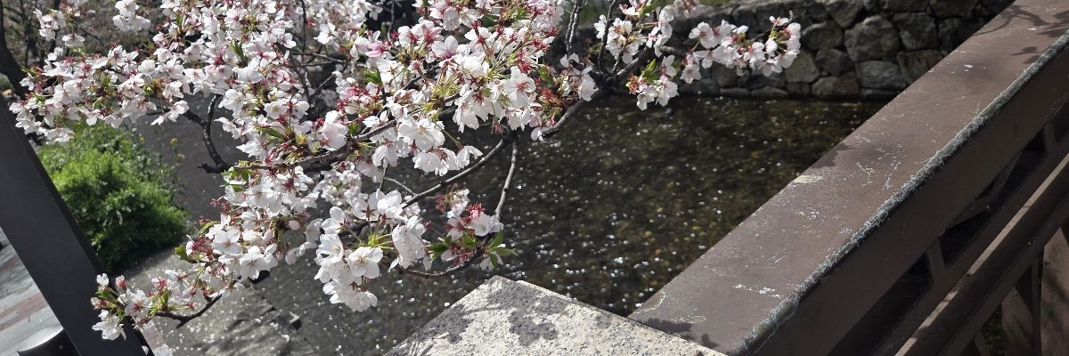 鵺子