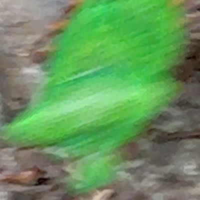 下位分類群