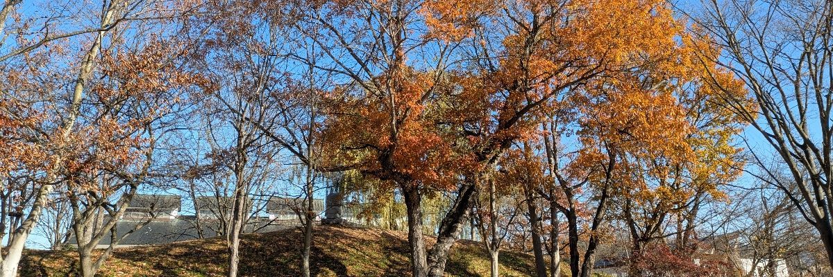 あらの