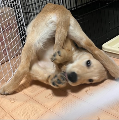 かんなし