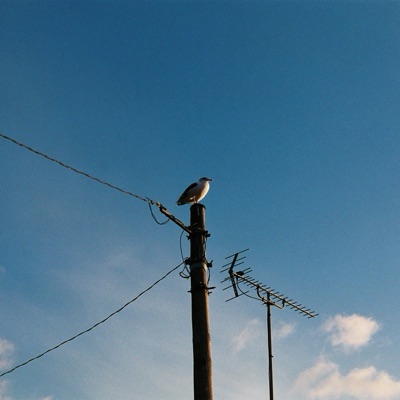 本の鳥太郎
