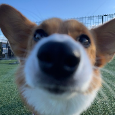 コーギー愛好家