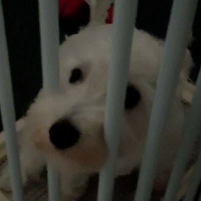 ロキ