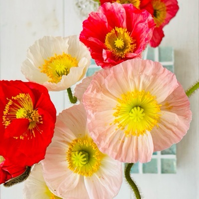 花の色