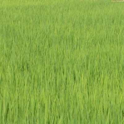 みんと