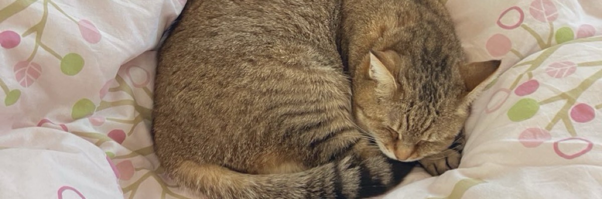 おこげ