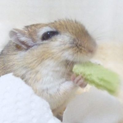 胡桃最中