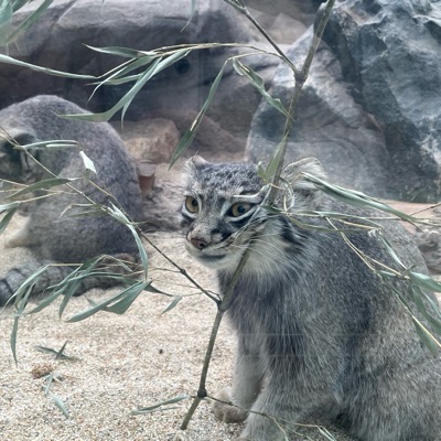 ひるね