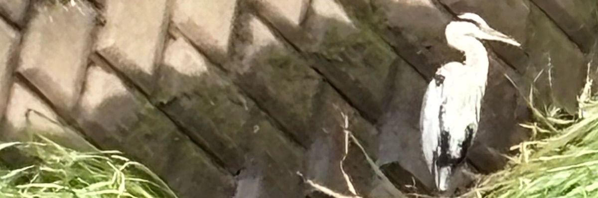 じょぜ