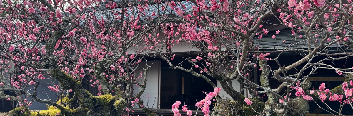 えい