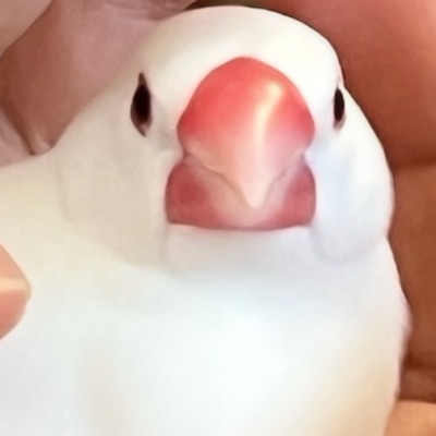 本の鳥