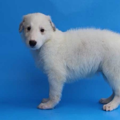 でかいボルゾイ