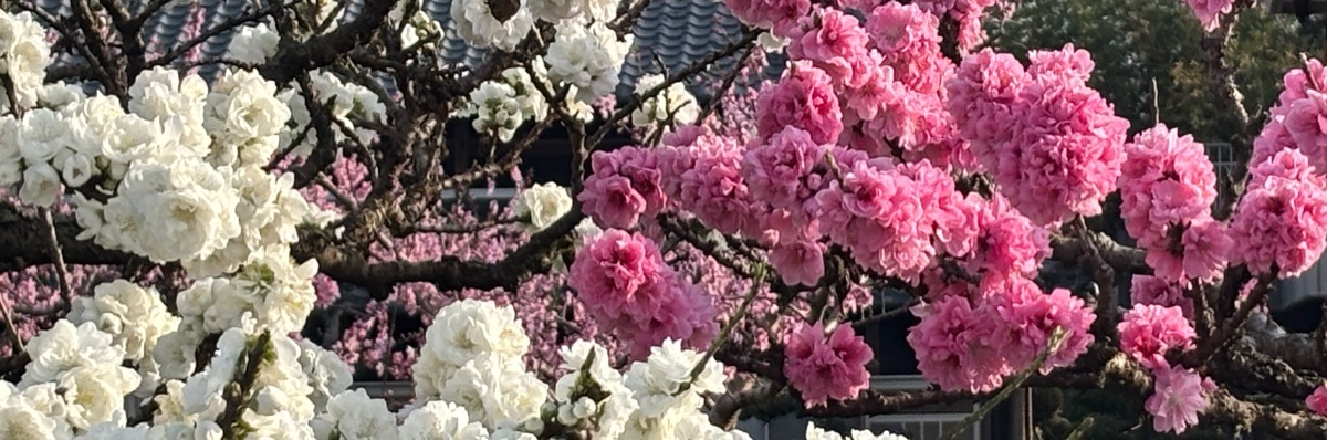 なゆぴ