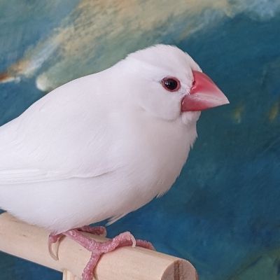 おゆきブックス