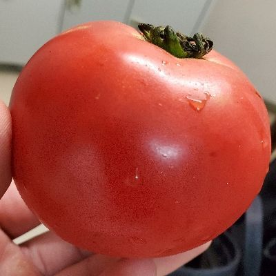 芦戸
