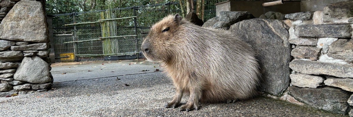 うなかぴすきー