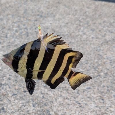 けだまザガ