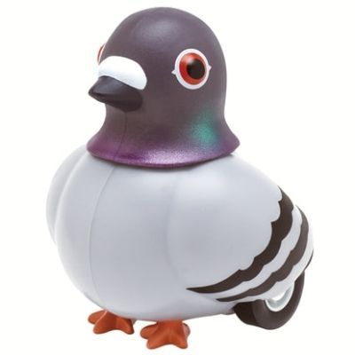 鳩