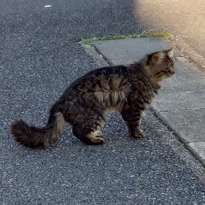 Nyan