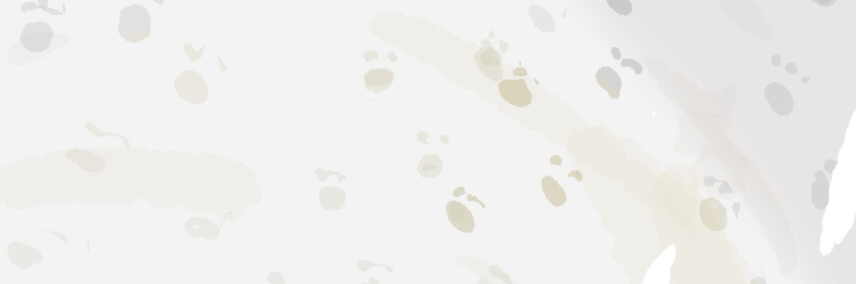 ちっちゃいねこ図書館