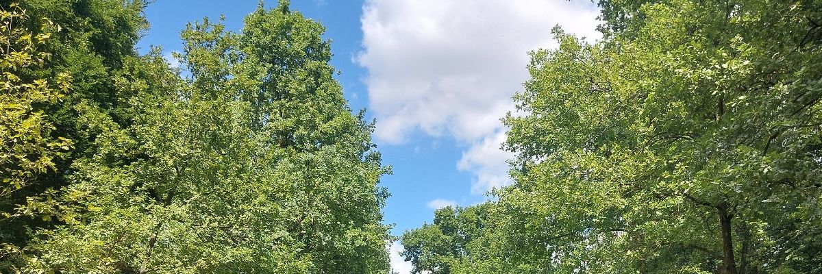 彩りの雨