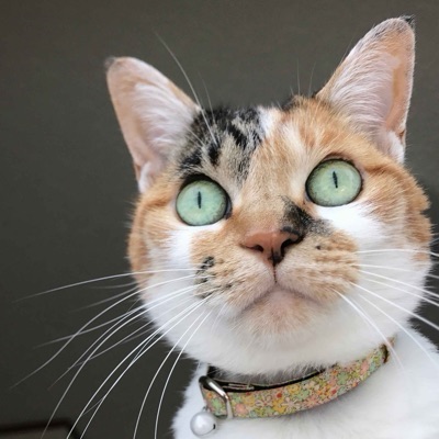 三毛猫ななこ
