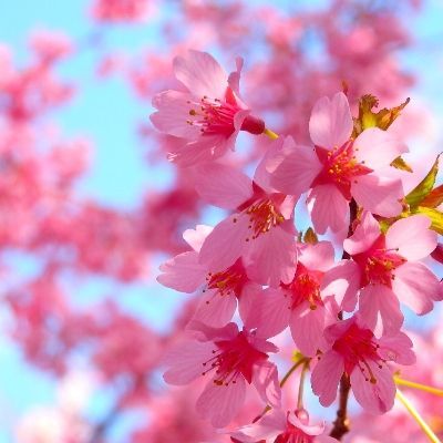 さくら