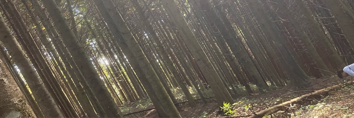 なーぼん