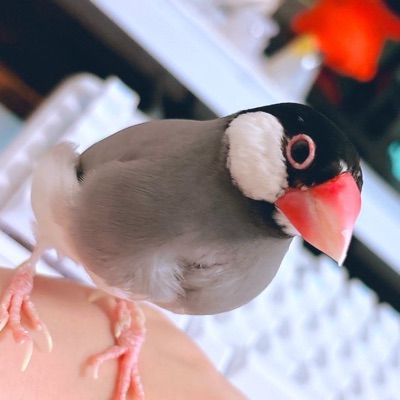haru