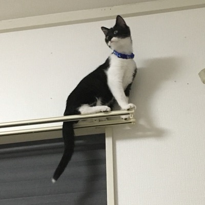 露々