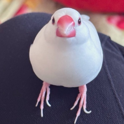 まめのかいぬし