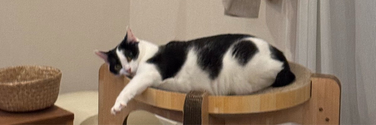 ハチワレハク