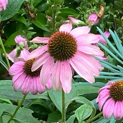 echinacea