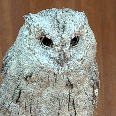 みくり