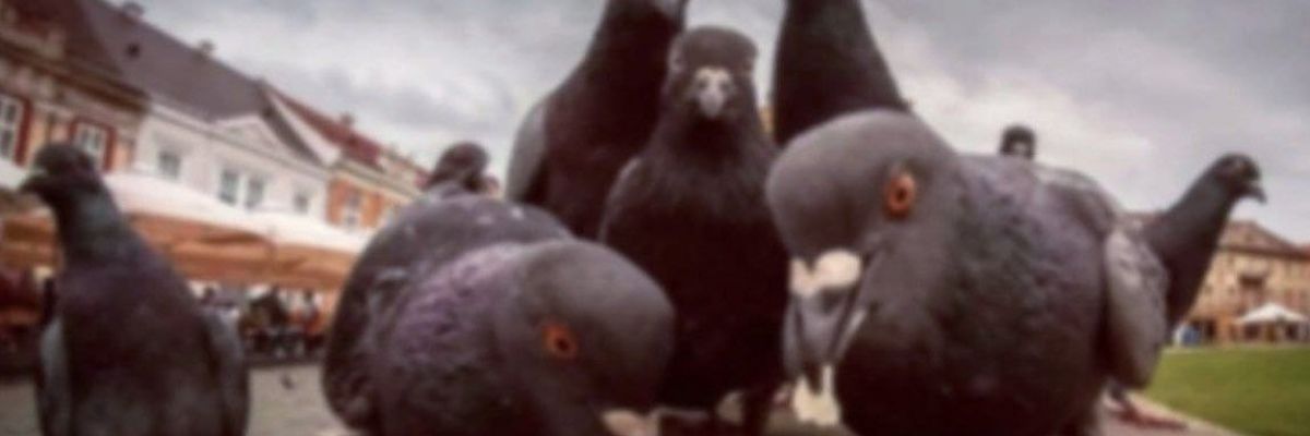 ノクターヌス